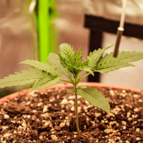 Bubble Gum Auto 040 growlog timeline photo