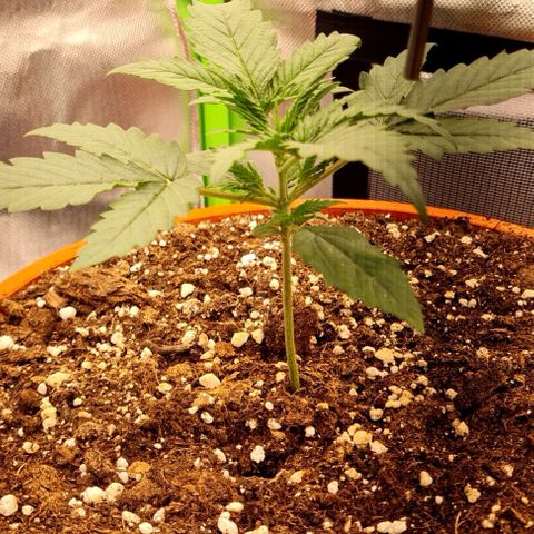 Bubble Gum Auto 040 growlog timeline photo