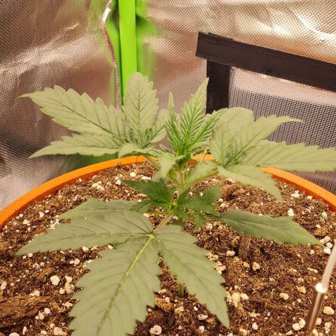 Bubble Gum Auto 040 growlog timeline photo