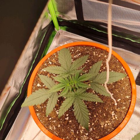 Bubble Gum Auto 040 growlog timeline photo