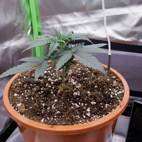 Bubble Gum Auto 040 growlog timeline photo