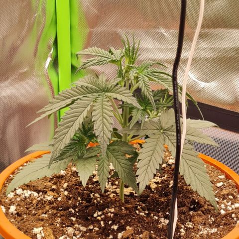 Bubble Gum Auto 040 growlog timeline photo