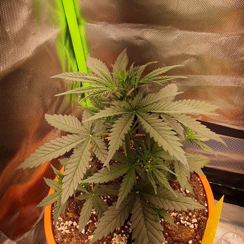 Bubble Gum Auto 040 growlog timeline photo