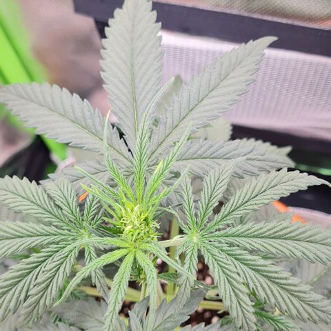 Bubble Gum Auto 040 growlog timeline photo