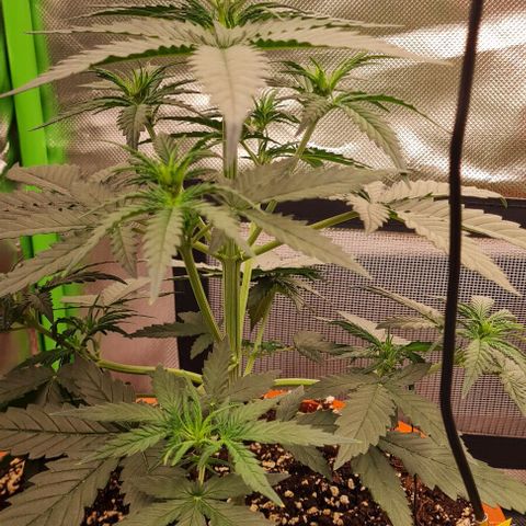 Bubble Gum Auto 040 growlog timeline photo