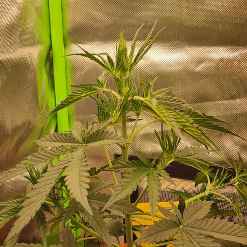 Bubble Gum Auto 040 growlog timeline photo