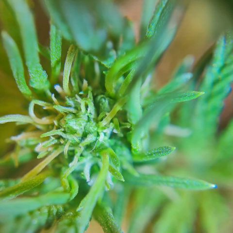 Bubble Gum Auto 040 growlog timeline photo