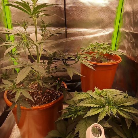 Bubble Gum Auto 040 growlog timeline photo