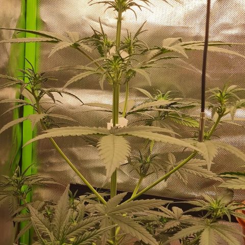 Bubble Gum Auto 040 growlog timeline photo