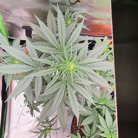 Bubble Gum Auto 040 growlog timeline photo