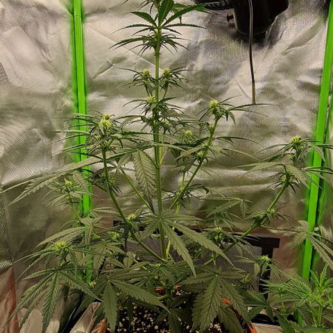 Bubble Gum Auto 040 growlog timeline photo