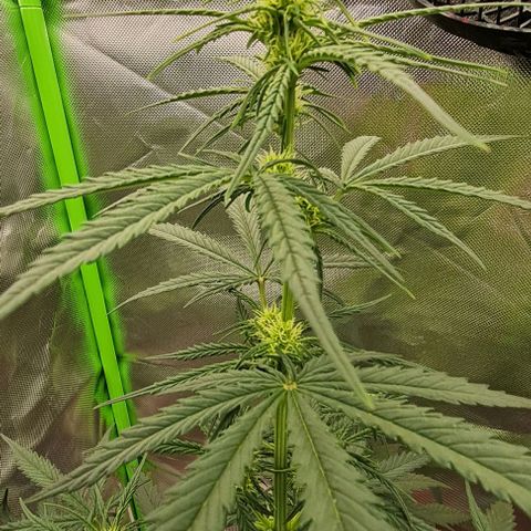 Bubble Gum Auto 040 growlog timeline photo