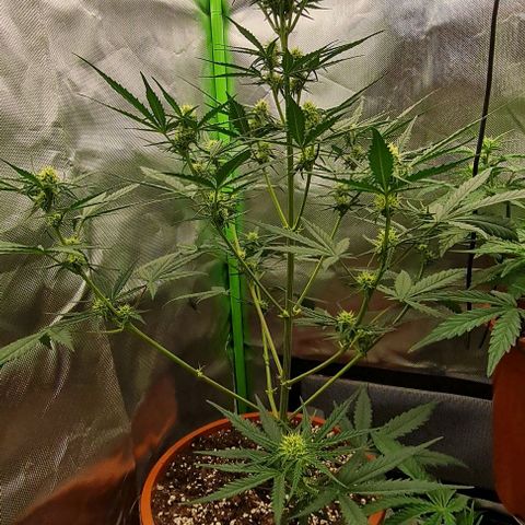 Bubble Gum Auto 040 growlog timeline photo