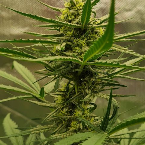 Bubble Gum Auto 040 growlog timeline photo