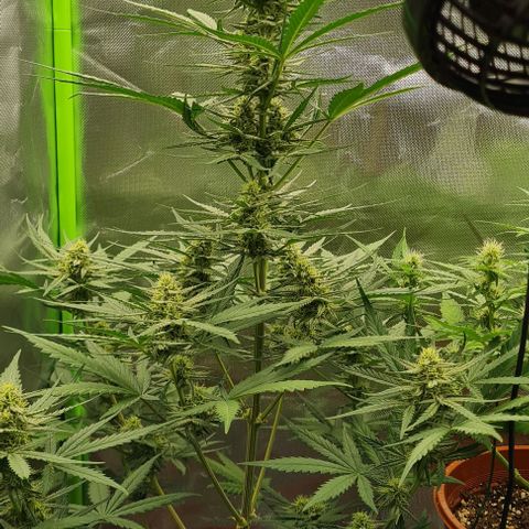 Bubble Gum Auto 040 growlog timeline photo