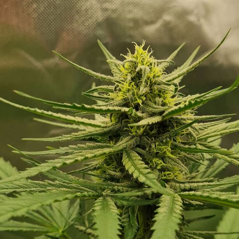 Bubble Gum Auto 040 growlog timeline photo