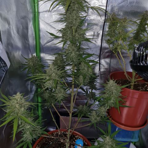 Bubble Gum Auto 040 growlog timeline photo