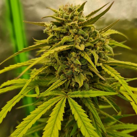 Bubble Gum Auto 040 growlog timeline photo