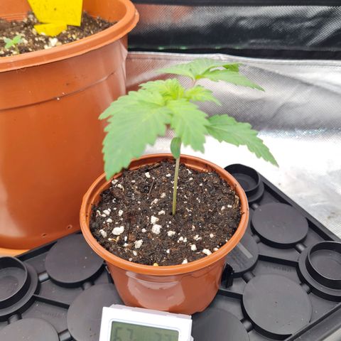 Gorilla Glue growlog timeline photo