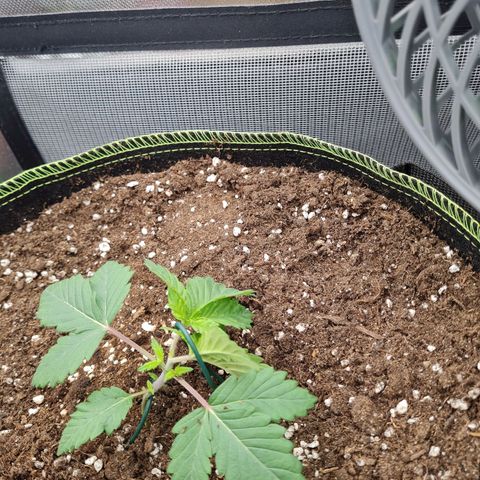 Gorilla Glue growlog timeline photo