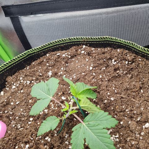Gorilla Glue growlog timeline photo