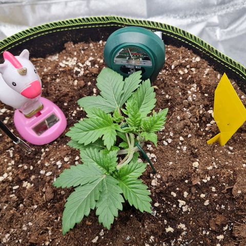 Gorilla Glue growlog timeline photo