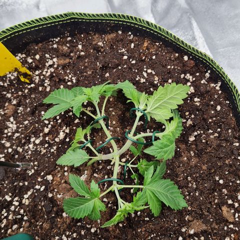 Gorilla Glue growlog timeline photo
