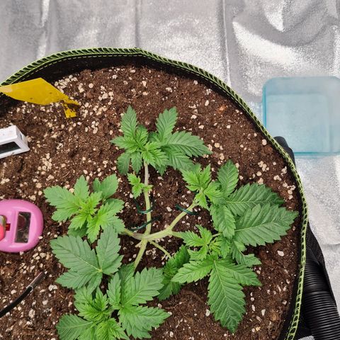 Gorilla Glue growlog timeline photo