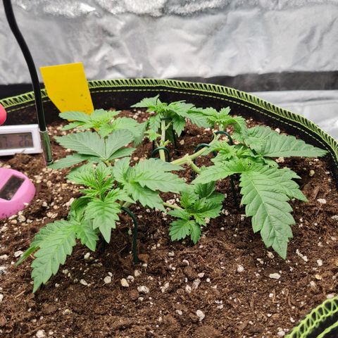 Gorilla Glue growlog timeline photo