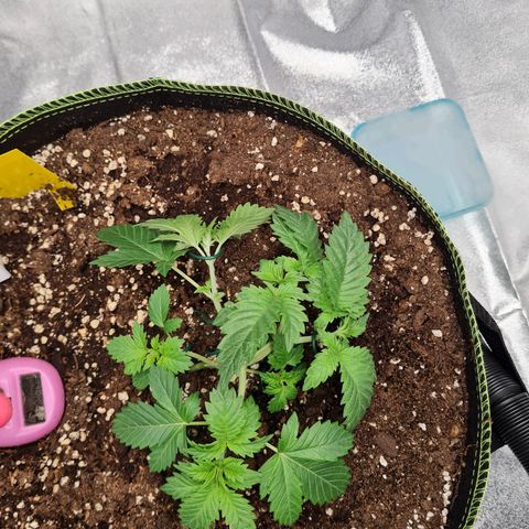 Gorilla Glue growlog timeline photo