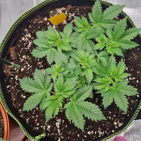 Gorilla Glue growlog timeline photo