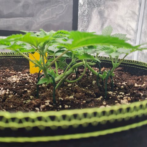 Gorilla Glue growlog timeline photo