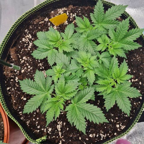 Gorilla Glue growlog timeline photo