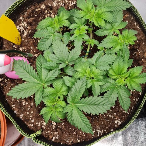 Gorilla Glue growlog timeline photo