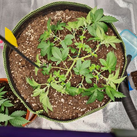 Gorilla Glue growlog timeline photo