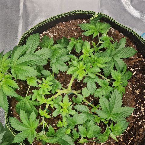Gorilla Glue growlog timeline photo