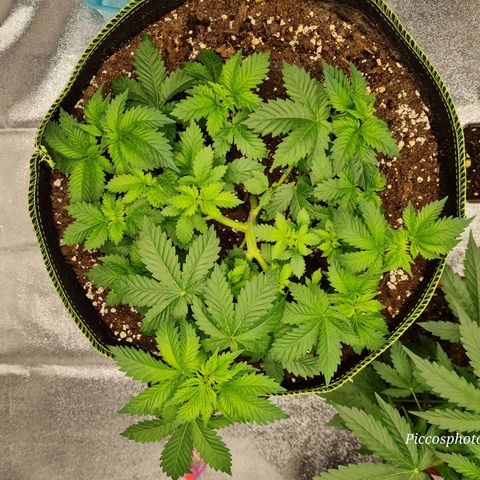 Gorilla Glue growlog timeline photo