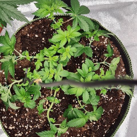 Gorilla Glue growlog timeline photo
