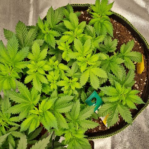 Gorilla Glue growlog timeline photo