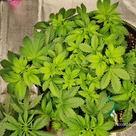 Gorilla Glue growlog timeline photo
