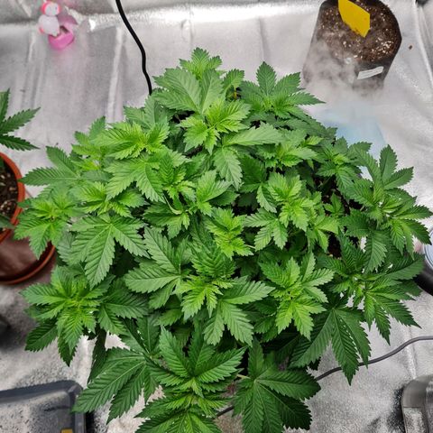 Gorilla Glue growlog timeline photo