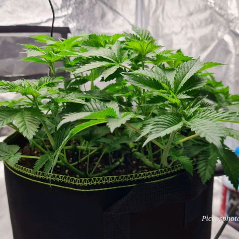 Gorilla Glue growlog timeline photo