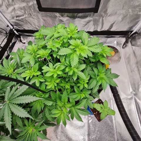 Gorilla Glue growlog timeline photo