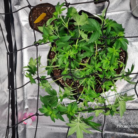Gorilla Glue growlog timeline photo
