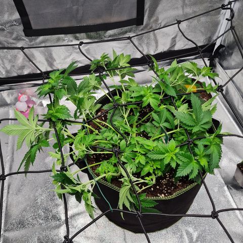 Gorilla Glue growlog timeline photo