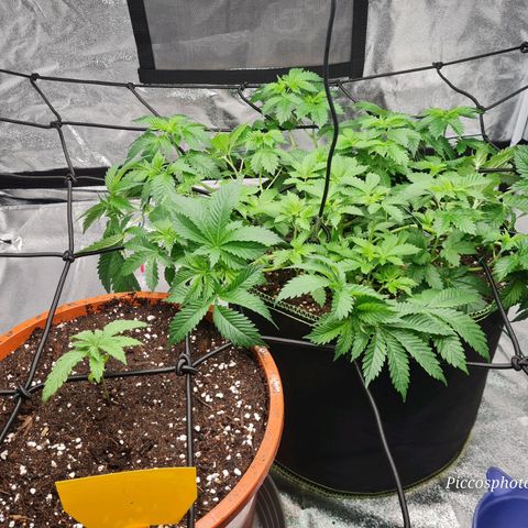 Gorilla Glue growlog timeline photo