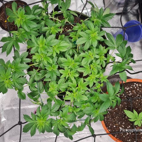 Gorilla Glue growlog timeline photo