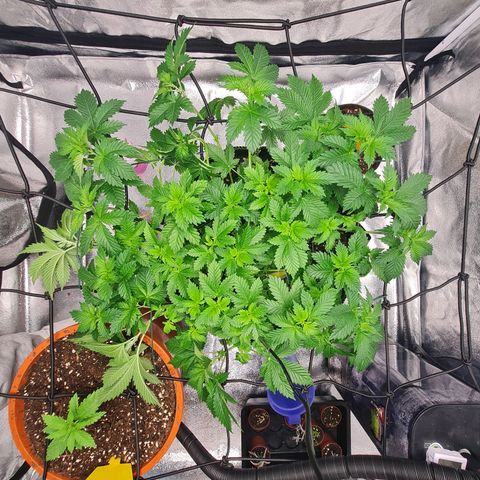 Gorilla Glue growlog timeline photo
