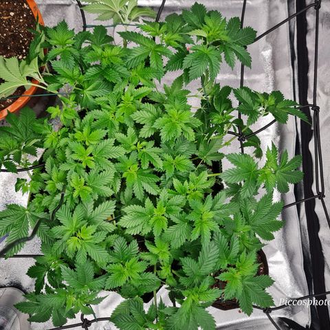 Gorilla Glue growlog timeline photo