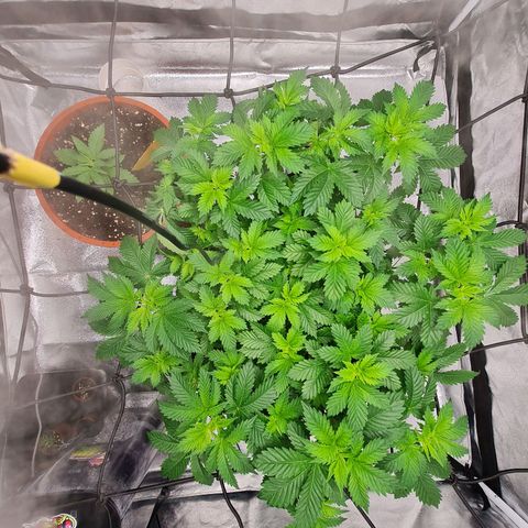 Gorilla Glue growlog timeline photo